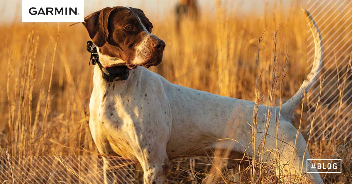 Honden-tracking-tools-garmin